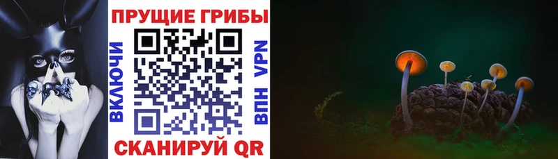 дарк нет Telegram  где продают   Кохма  Галлюциногенные грибы Magic Shrooms 